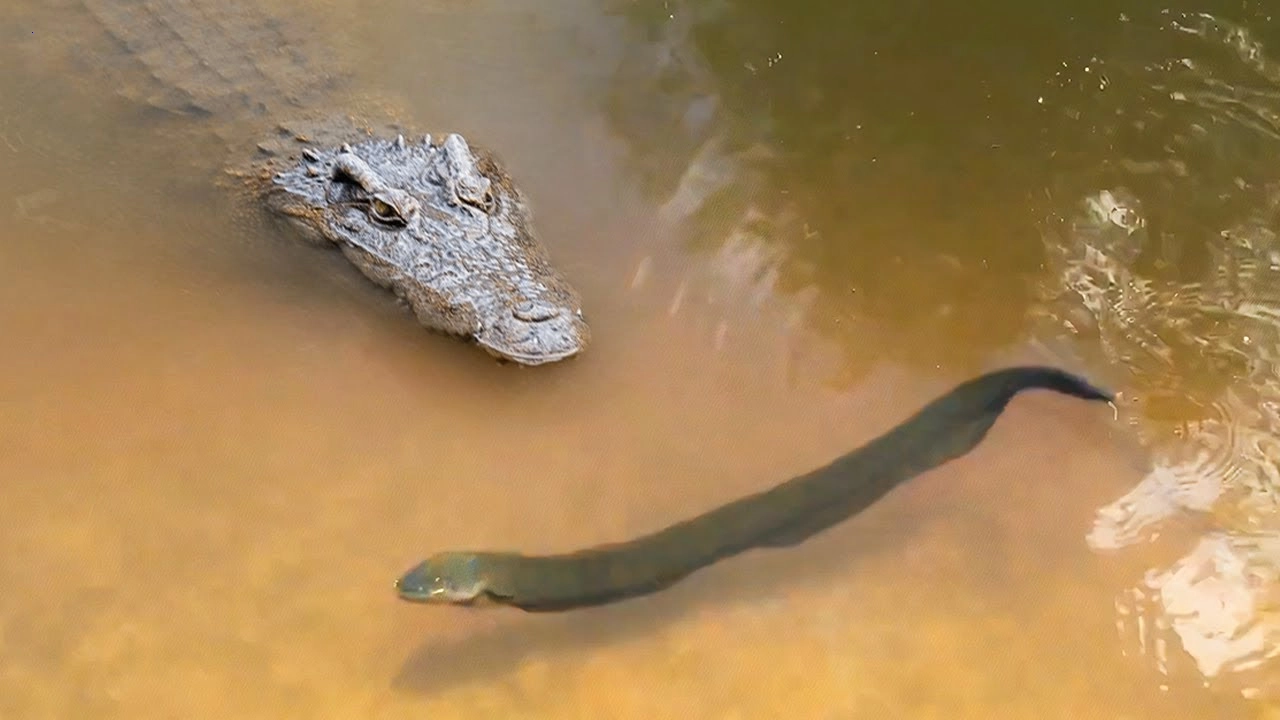 When crocodile coded electric eel, it was electrocuted for hours (Video).f