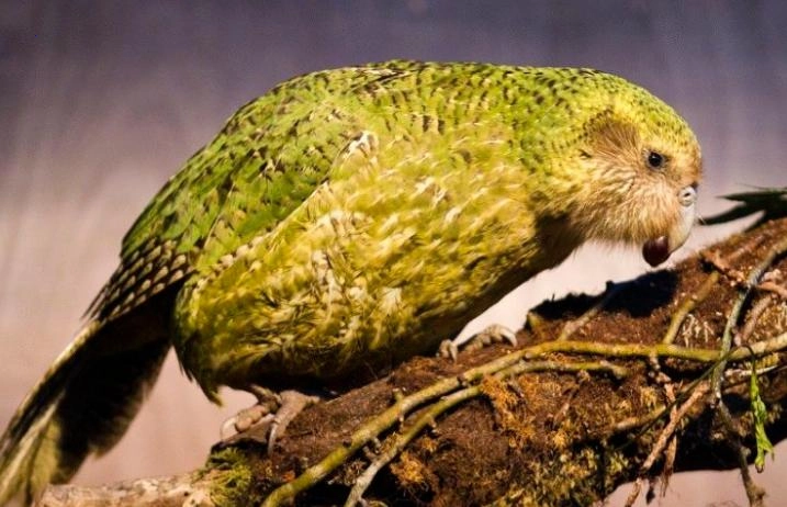 How a flightless parrot deftly pretending to be a bush became the bird of the year