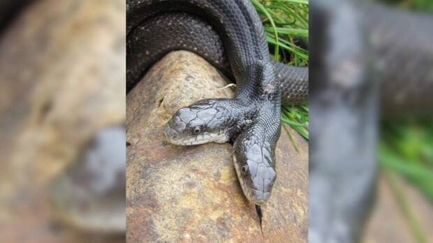 Special encounter: The most poisonous two-headed snake in the world.f