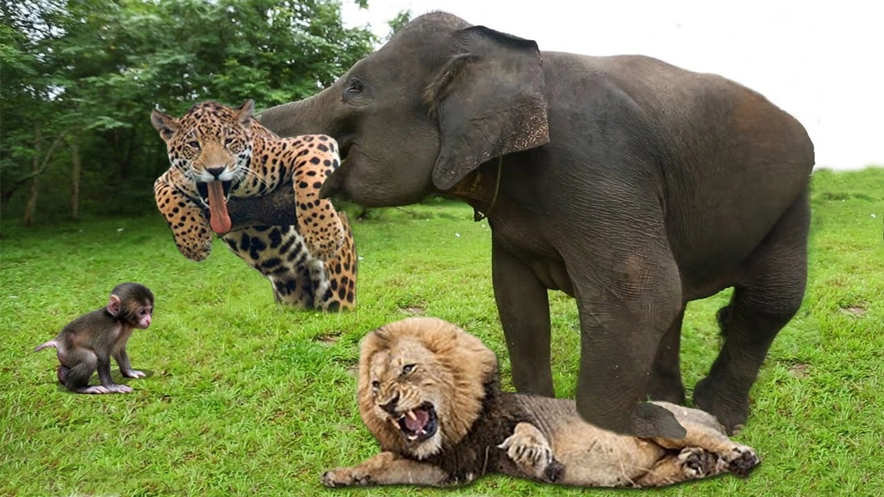 .Courageous Elephants Shield Baby Monkeys from Leopards with Incredible Shows of Power (Video)..D