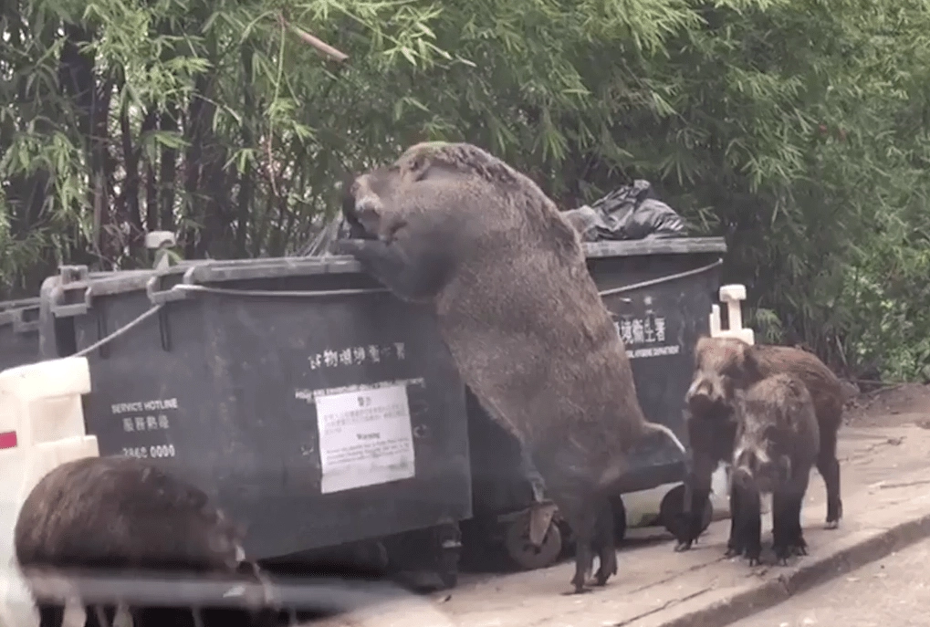 A giant 500-pound wild boar rummaging through a trash can causes a mixture of fear and surprise (Video).f