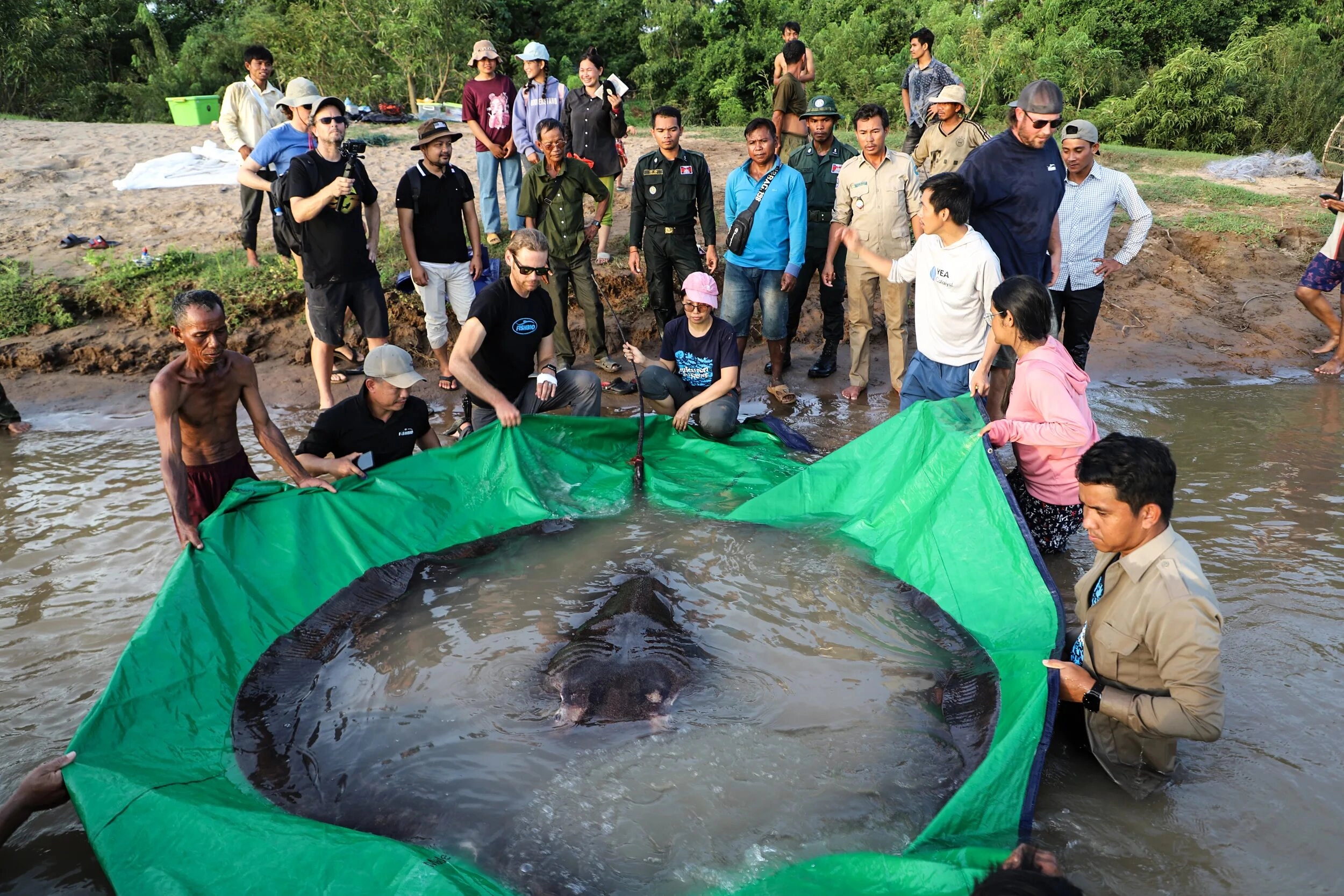 Thailand’s giant stingray surprises people because of its size.f