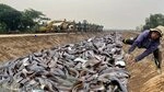 Thousands of giant fish in dried ditches, people were surprised and excited.f