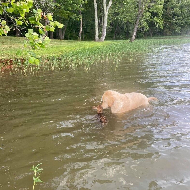 This dog bravely saved a fawn drowning in the lake.