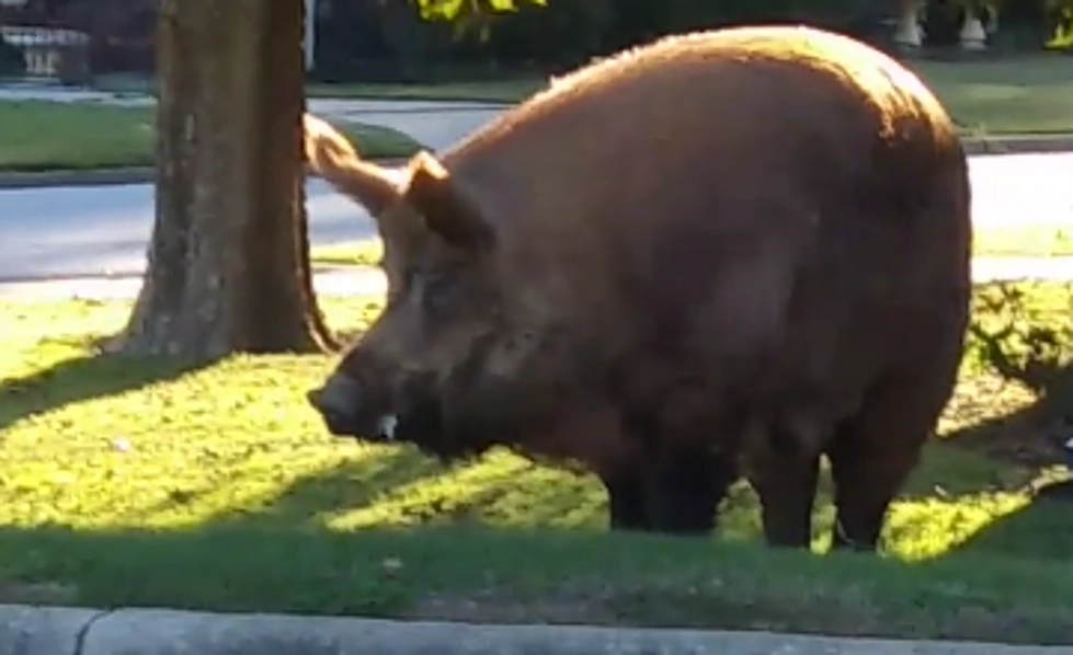 A giant 500-pound wild boar rummaging through a trash can causes a mixture of fear and surprise (Video).f