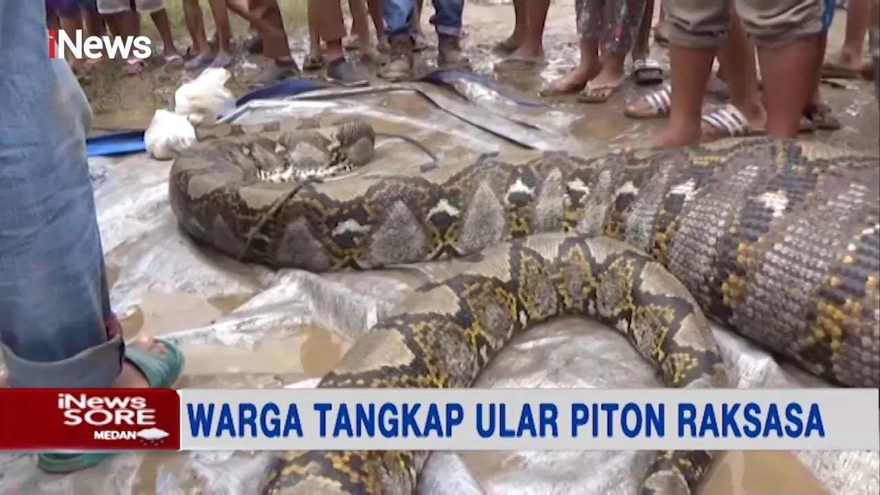 The ferocious 20m long giant snake devoured many people (Video).f