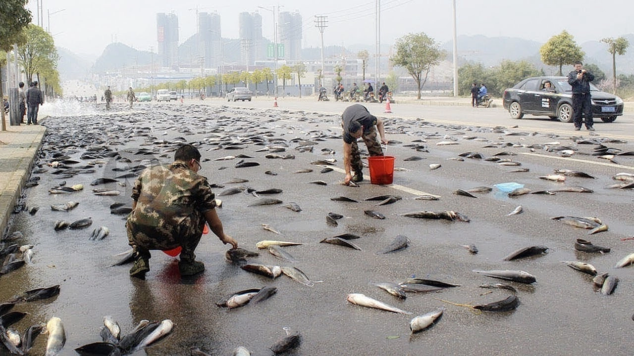 “Fish rain” quickly landed in a town in the US, thousands of fish fell from the sky, a strange natural phenomenon that still confuses the scientific community.f