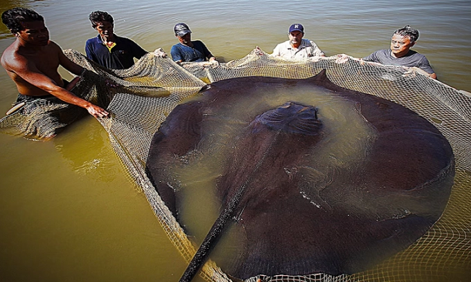 Thailand’s giant stingray surprises people because of its size.f