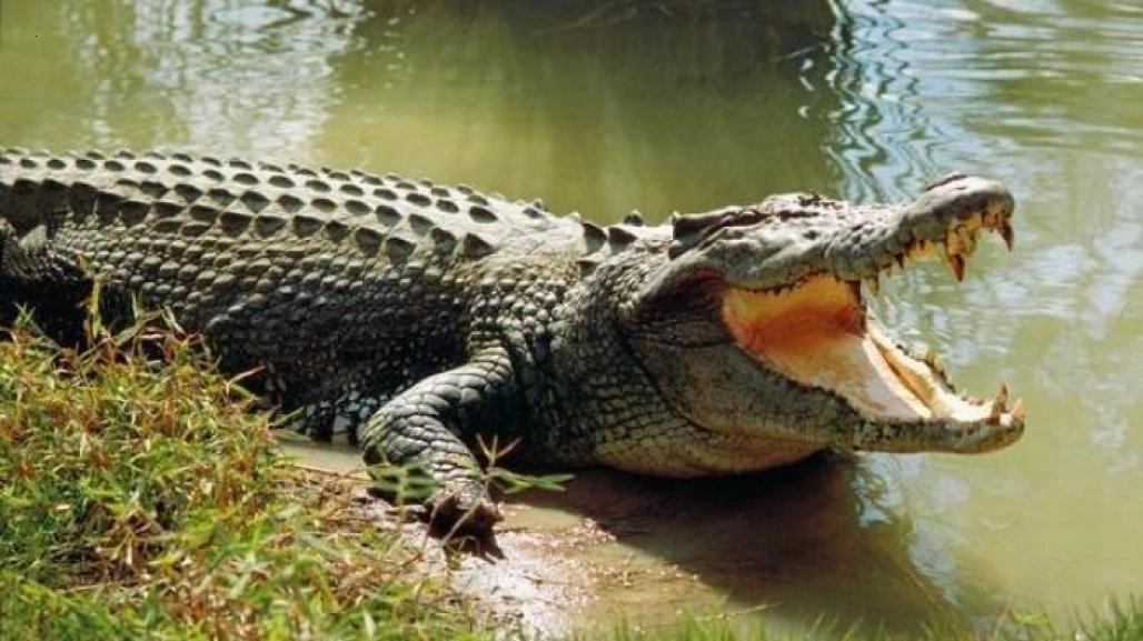 It’s hard to believe when the world’s largest catfish defeated a crocodile in an eye-catching encounter.f