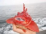 British fishermen caught a rare bright red fish that made viewers unbelievable.f