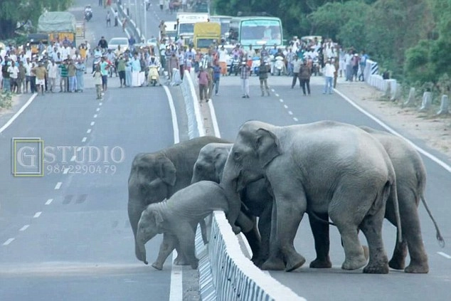 The herd of elephants crossing the road is so adorable that people can’t take their eyes off it and are extremely surprised (Video).f