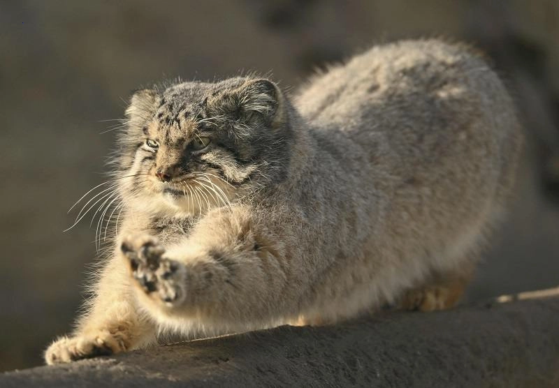 Meeting the Majestic Stars of the Feline World: Pallas’ Cats