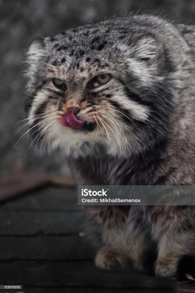Meeting the Majestic Stars of the Feline World: Pallas’ Cats